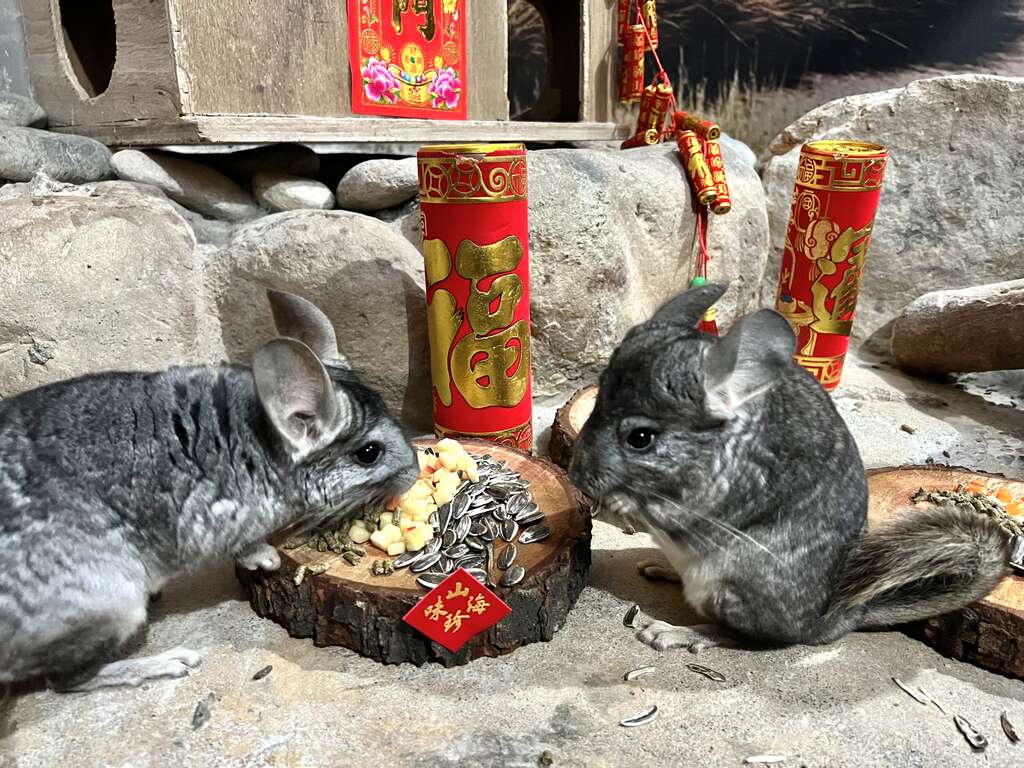 圖3 絨鼠品嚐佳餚