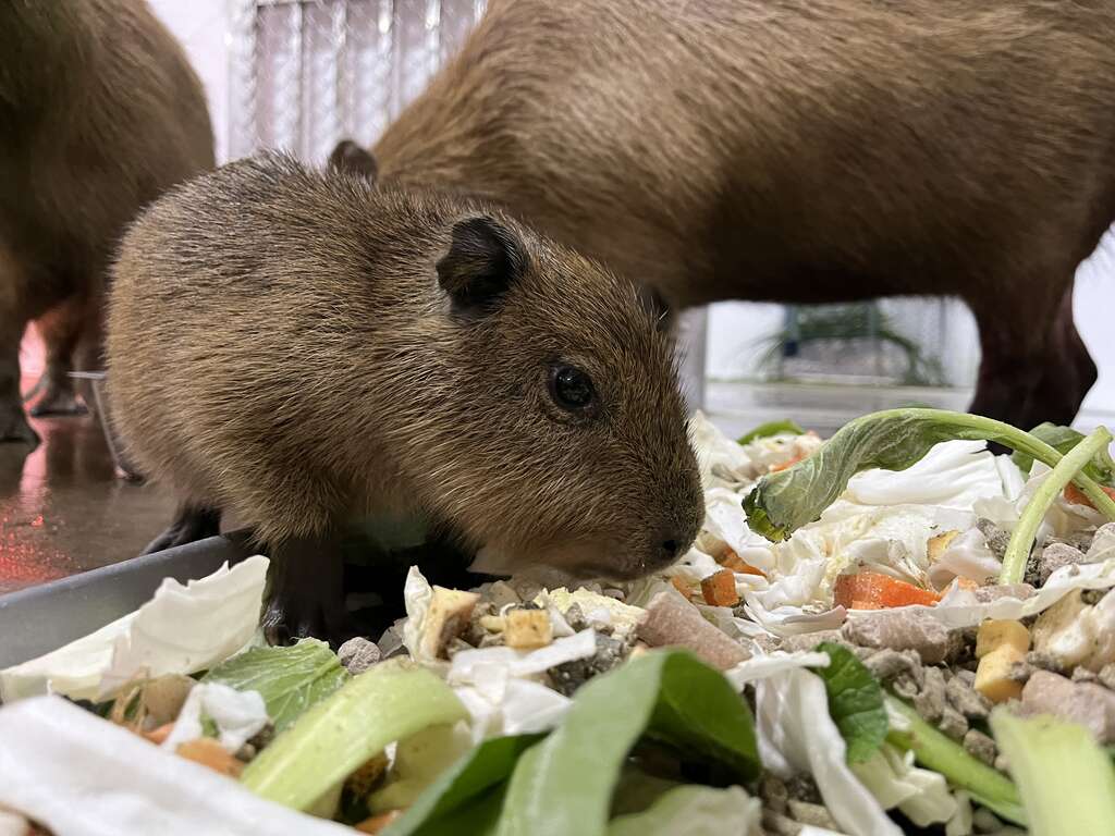 圖2 新生水豚與爸媽一起進食