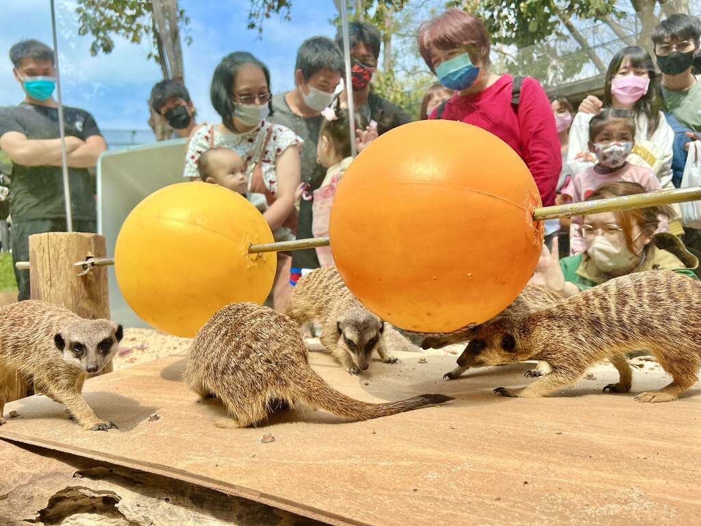 圖3 遊客觀察狐獴覓食行為