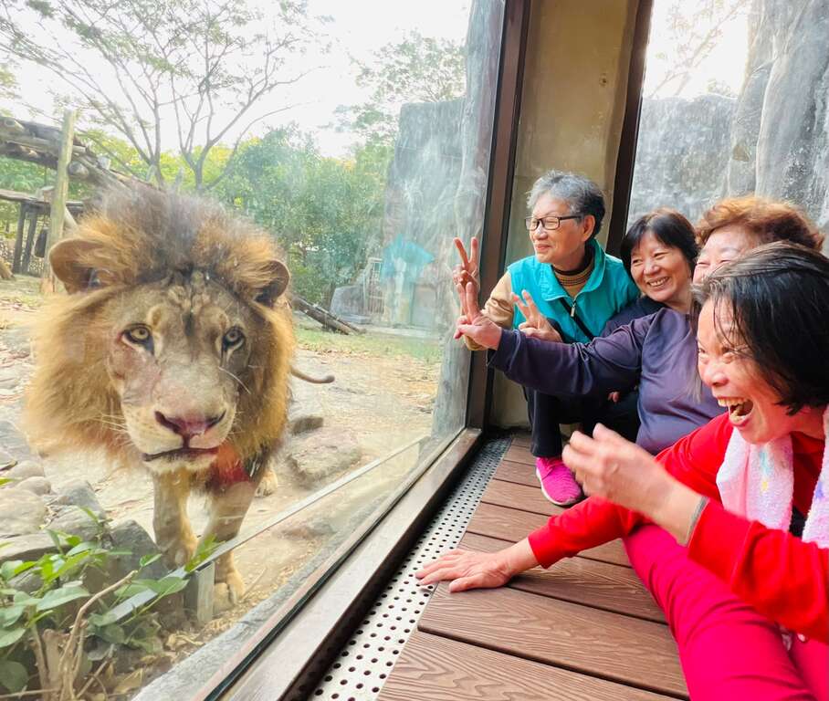 圖2 民眾與非洲獅近距離接觸
