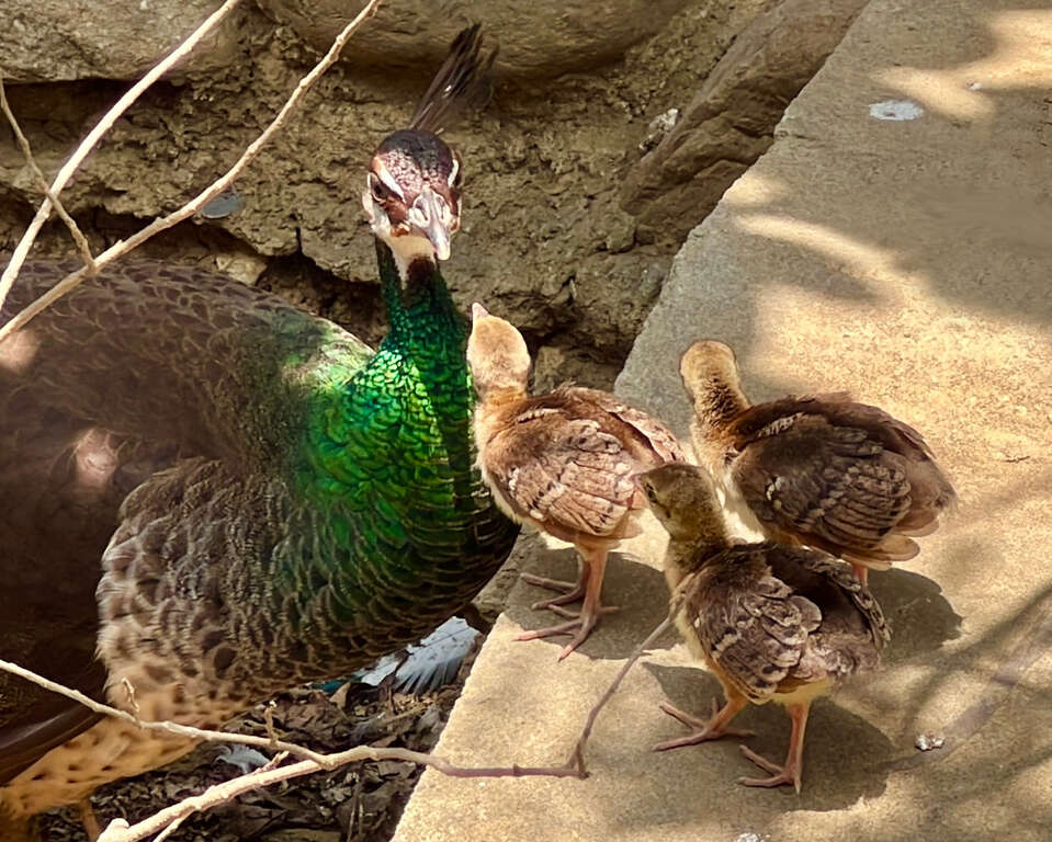 圖2 孔雀媽媽母性佳,與新生小孔雀互動良好