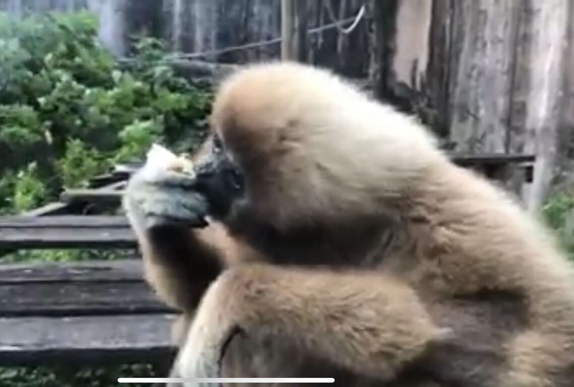 吃