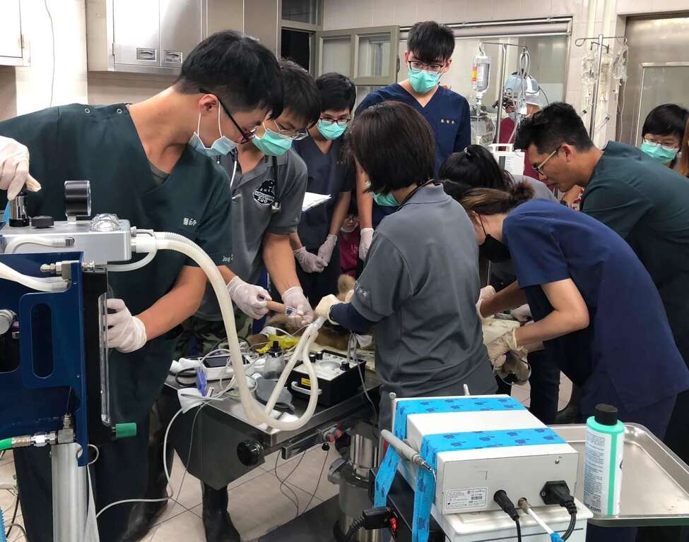 與中興動物醫院跨團合作