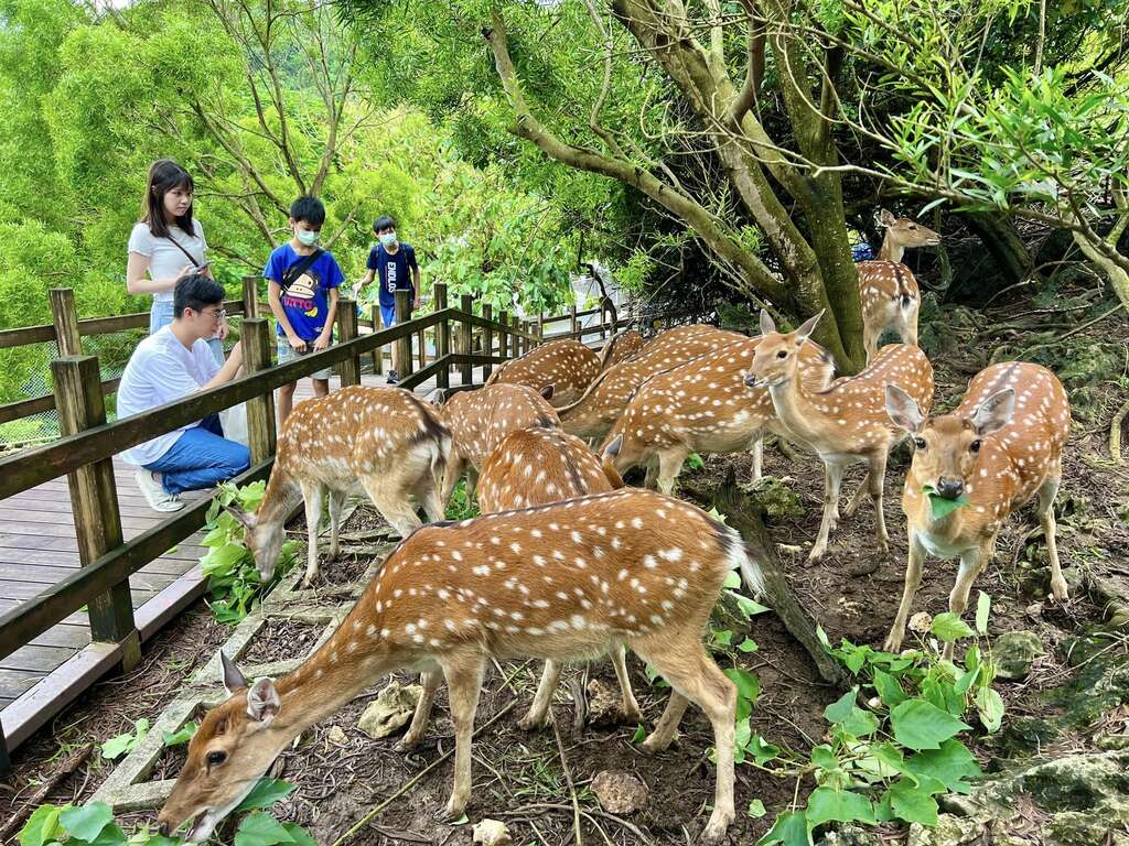 圖2 壽山動物園梅花鹿獲選十大動物明星