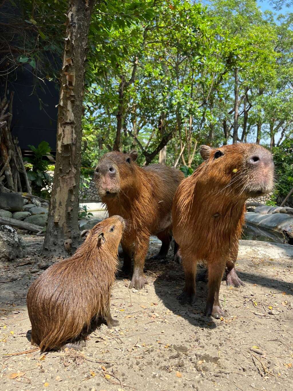 圖5 來自頑皮世界的水豚家族,今年在壽山動物園產下小水豚