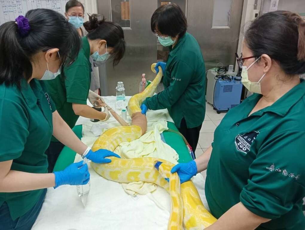 圖5.保育員協助黃金蟒皮膚疾病醫療的保定作業