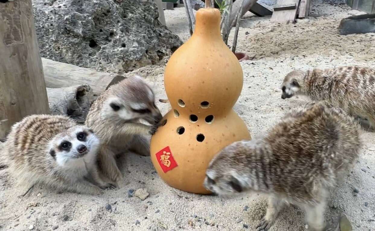 圖2 狐獴在葫蘆玩具中尋找麵包蟲