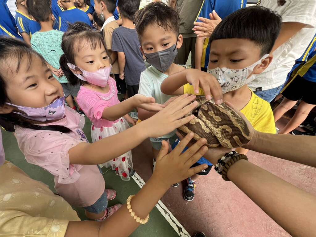圖三 透過了解球蟒的習性,小朋友打破對蛇類的恐懼。
