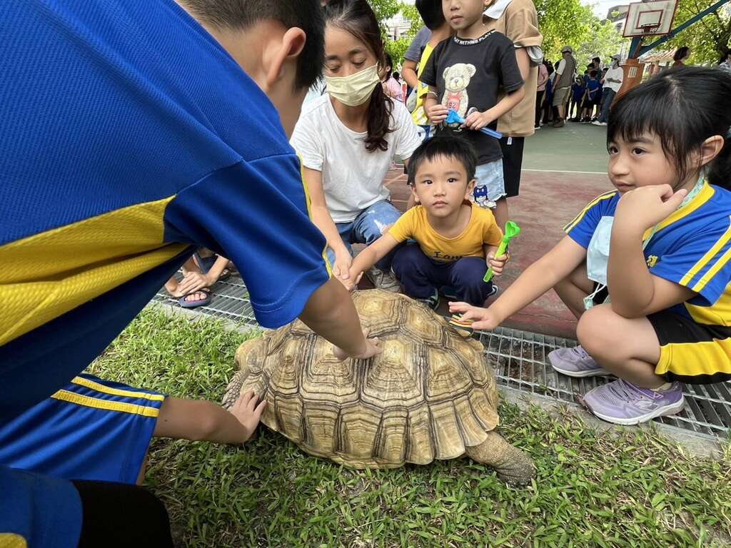 圖四 學童在工作人員的引導下小心撫摸象龜殼。