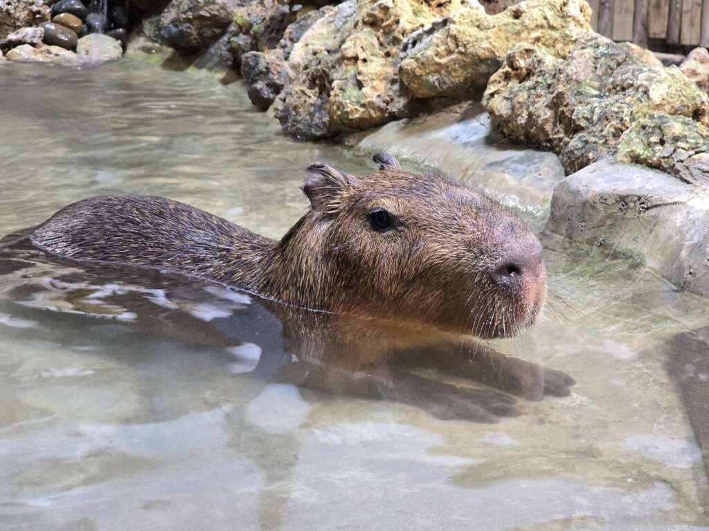 圖六：Xpark借殖到動物園的水豚Lieber已經適應新環境，自在休息