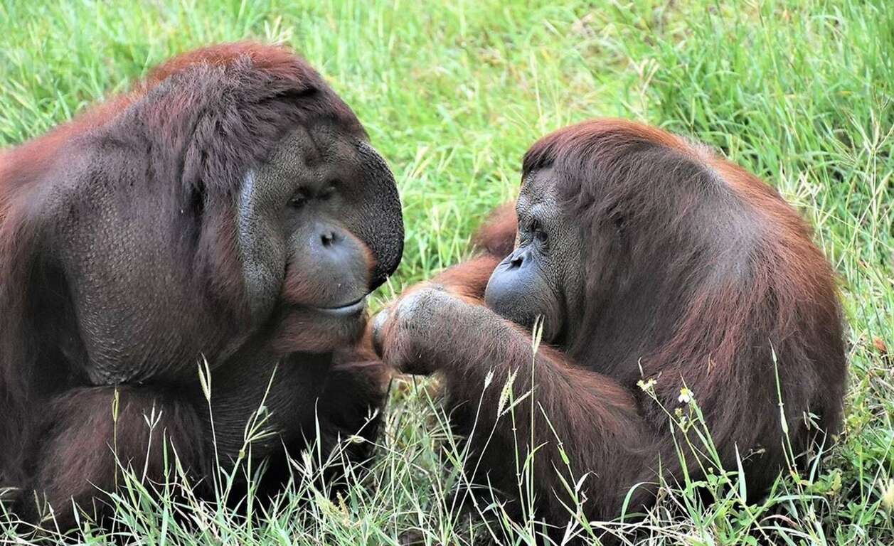 圖5 壽山動物園紅毛猩猩「阿宏」與「咪咪」