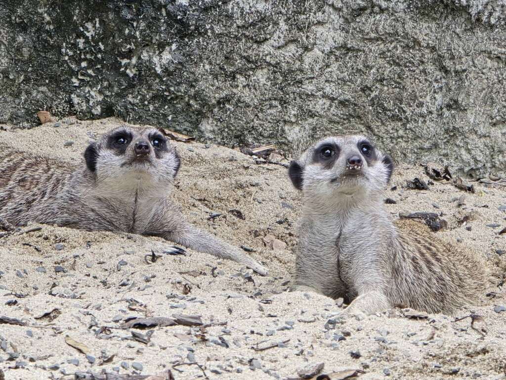 圖5 狐獴是壽山動物園裡的人氣王