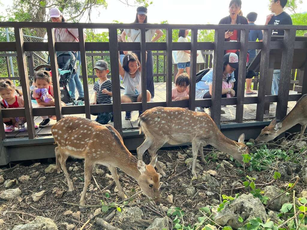 圖6 小朋友觀察梅花鹿姿態