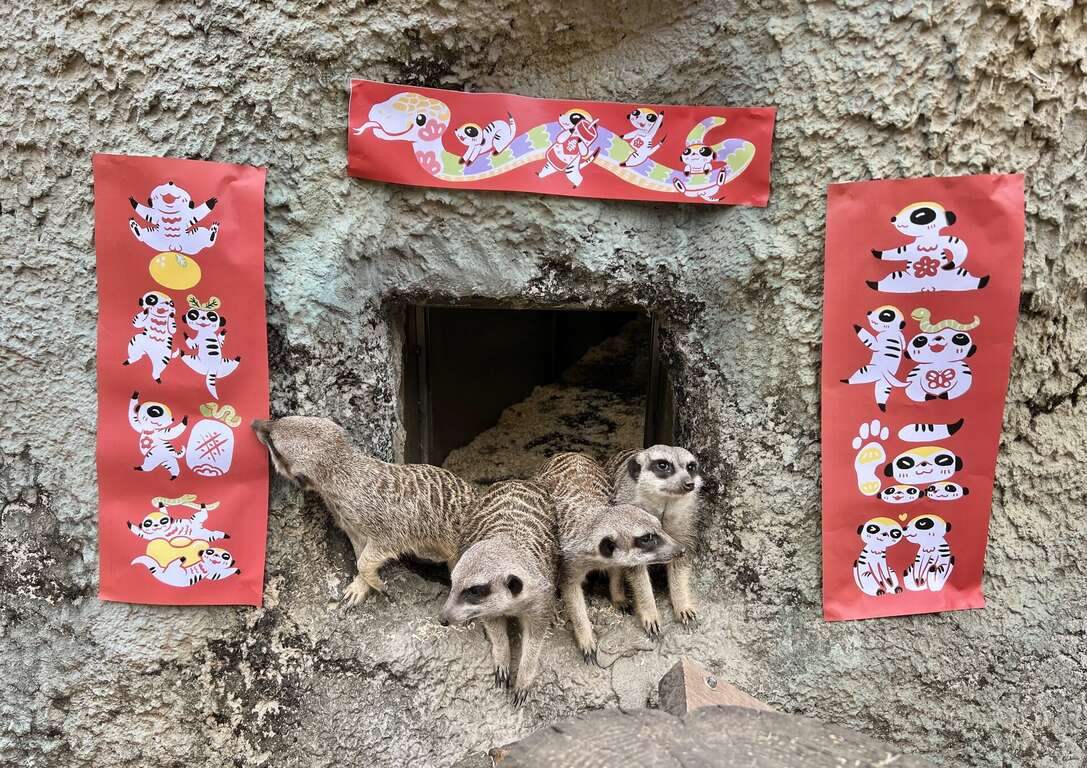 圖4 狐獴出洞張望春聯