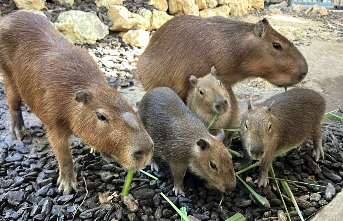 圖1 水豚新生家族一起用餐