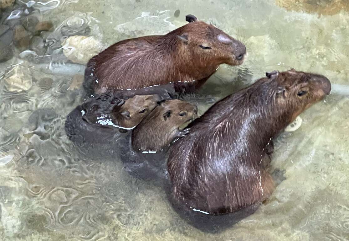圖4 水豚新生家族首次一起泡澡