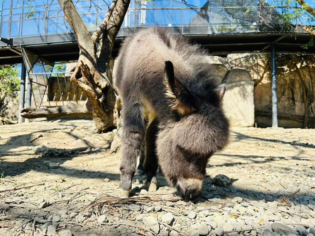 圖5 新生迷你驢「澎澎」