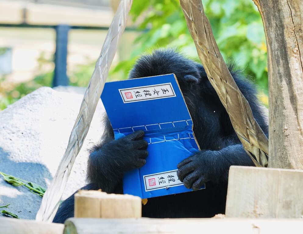 圖6 黑猩猩「莉忠」埋首於書中