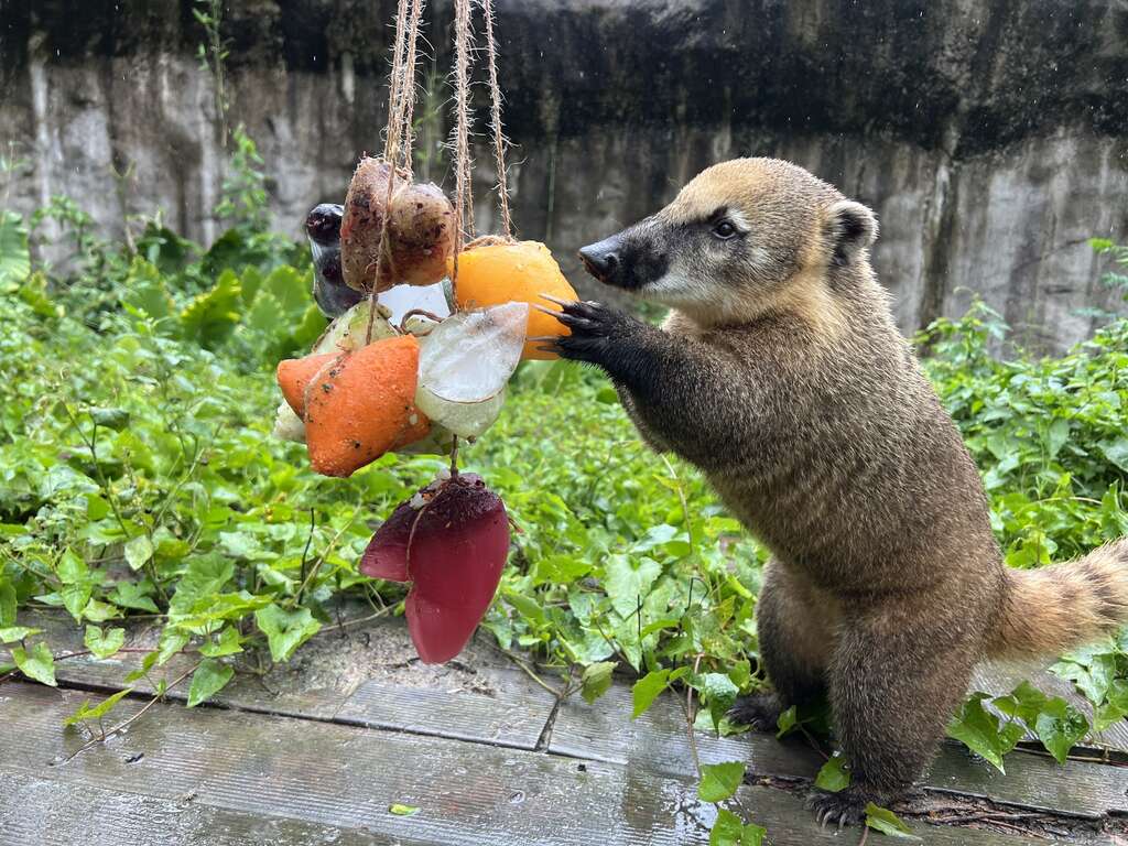 圖2 長鼻浣熊取食七彩蔬果冰粽_0