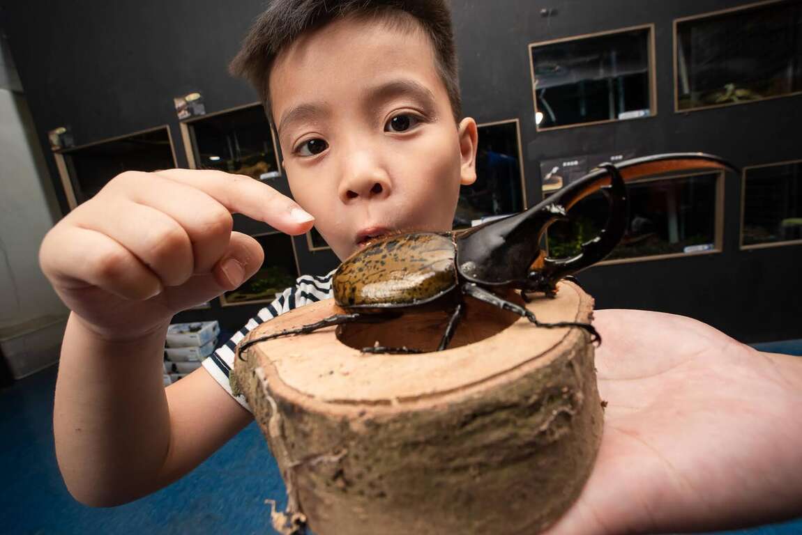 圖2 壽山動物園與台灣昆蟲館合作推出昆蟲展(台灣昆蟲館提供)