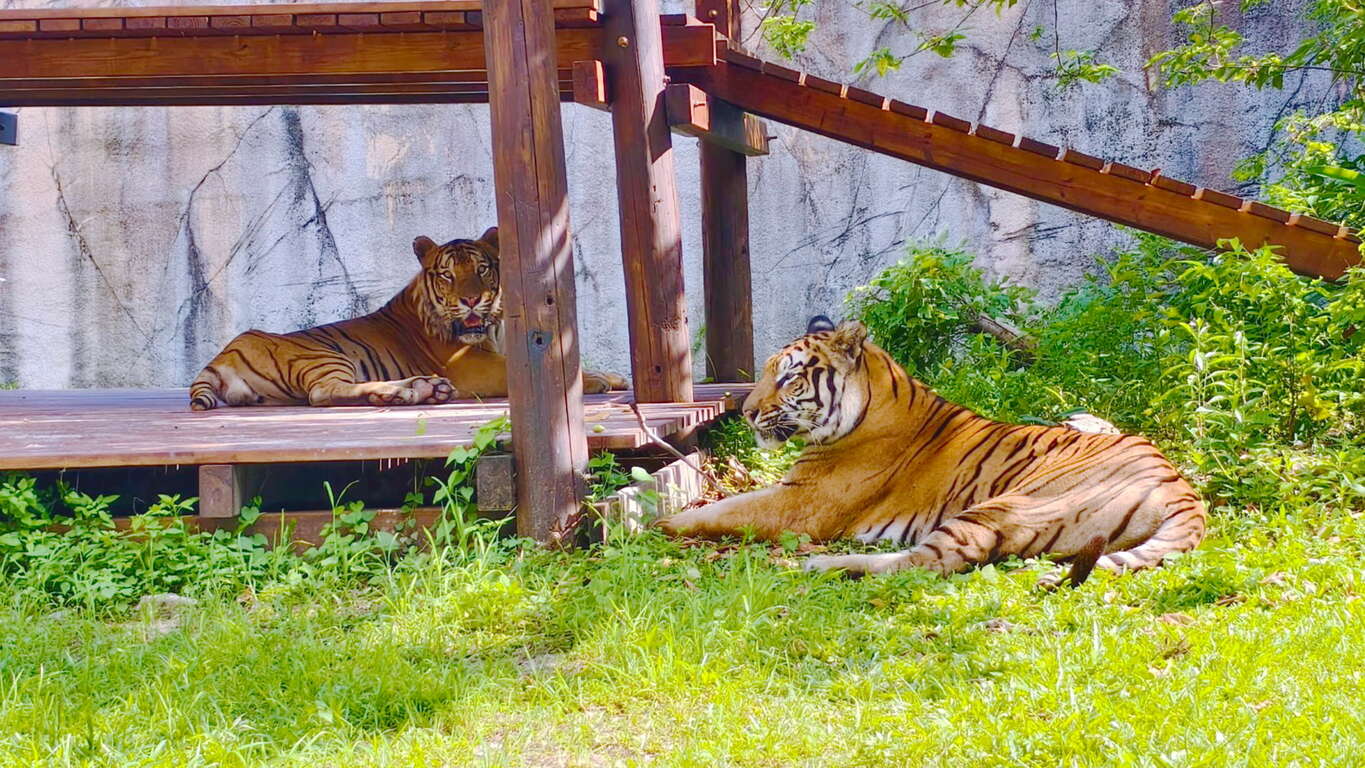 圖6 壽山動物園與企業攜手推動「老虎棲架計畫」