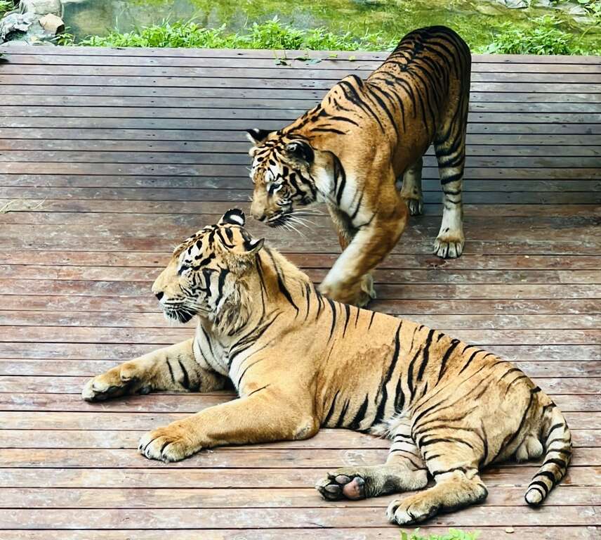 圖7 壽山動物園與企業攜手推動「老虎棲架計畫」