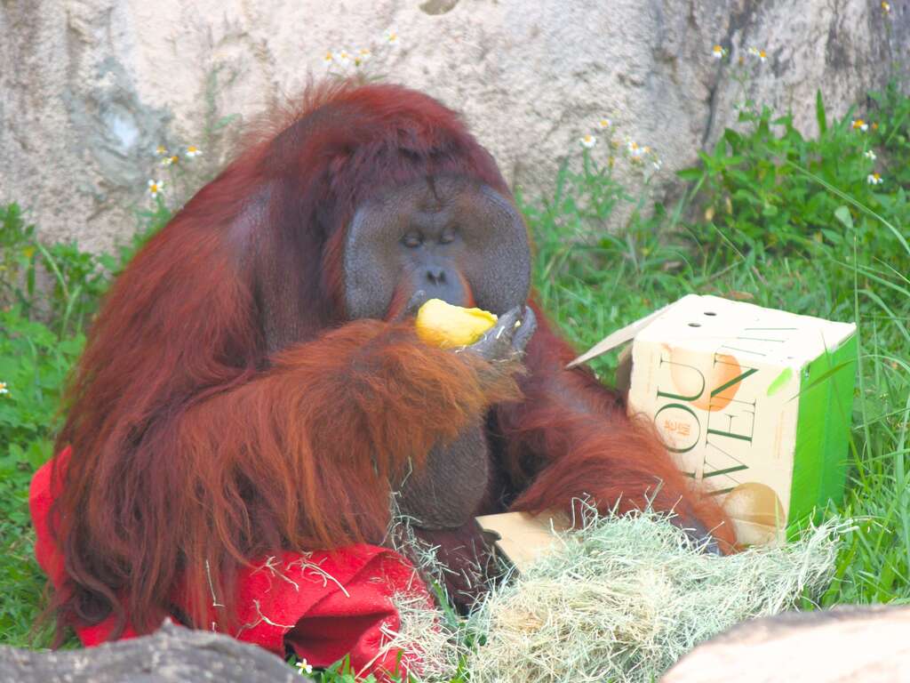 圖1 紅毛猩猩開箱中秋禮盒