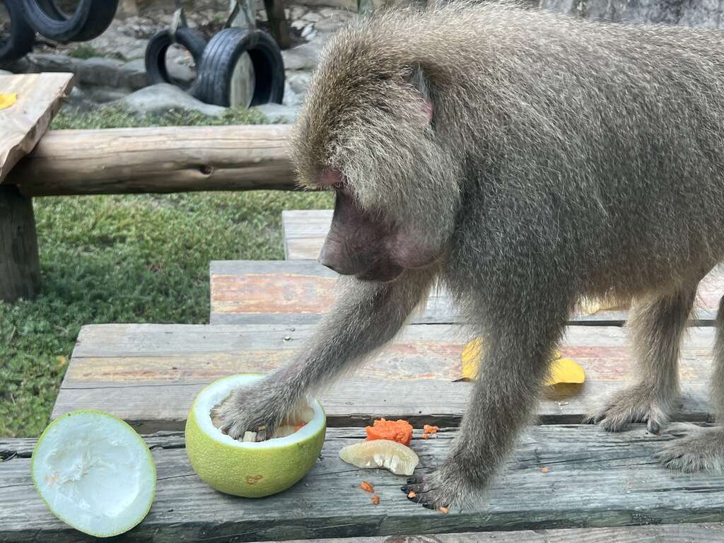 圖2 長鬃狒狒抓取柚子果肉