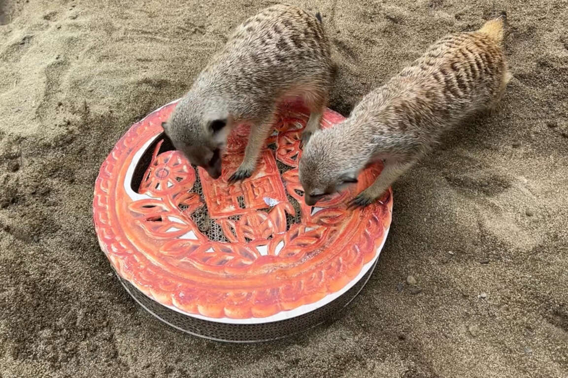 圖3 狐獴使用利爪挖取藏在月餅內的麵包蟲及大麥蟲