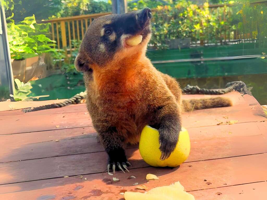 圖4 長鼻浣熊抓取柚子果肉往嘴裡塞，吃得津津有味