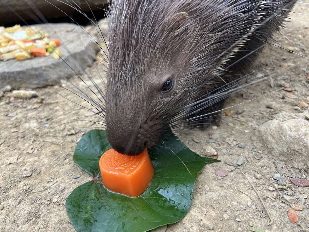 圖5 冠豪豬享用紅蘿蔔果凍月餅