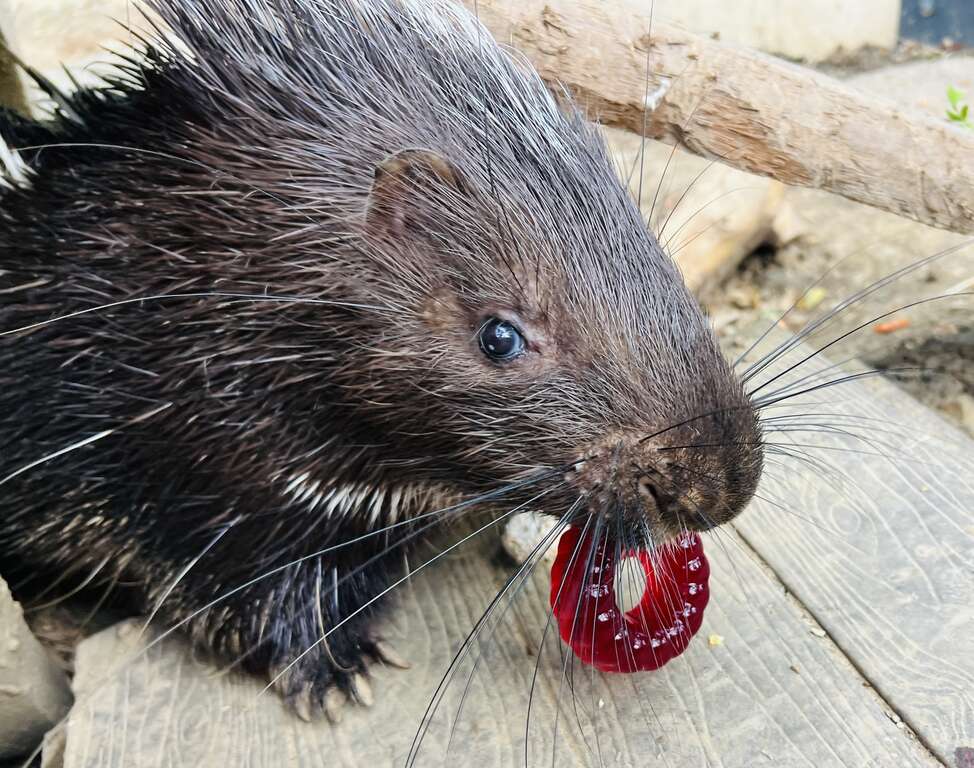 圖6 冠豪豬叼起果凍甜甜圈準備享用