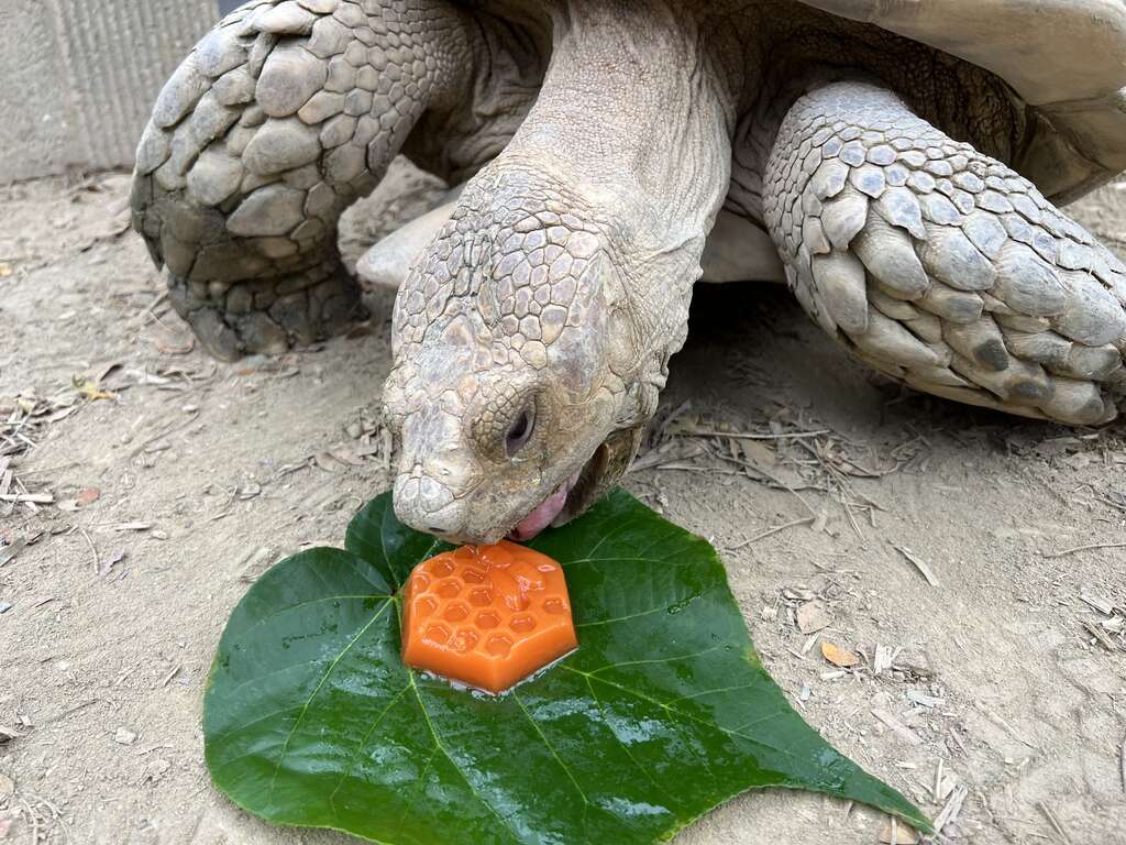 圖7 象龜品嚐紅蘿蔔果凍月餅