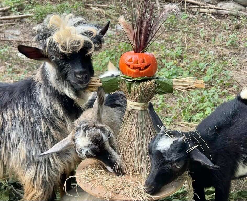 圖1 壽山動物園新朋友昏倒羊享用南瓜稻草人