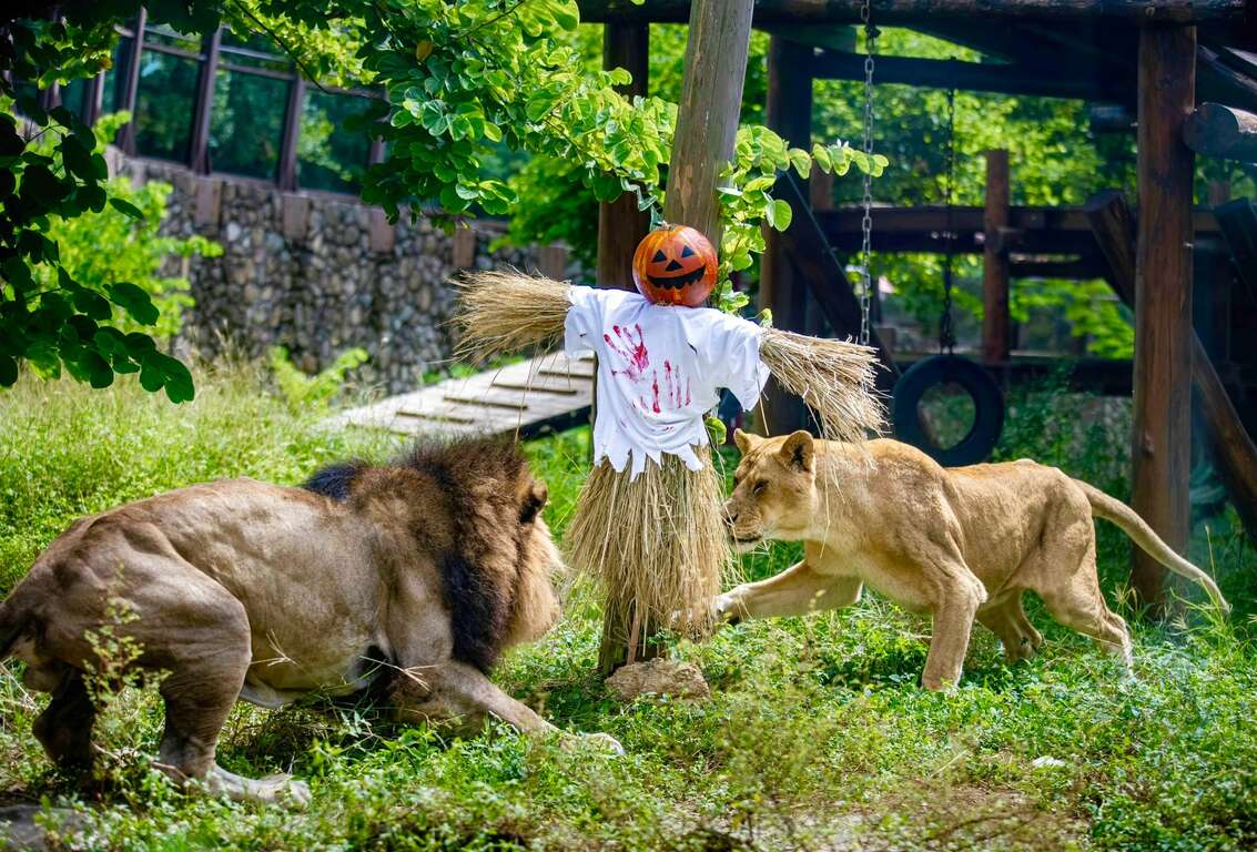 圖2 非洲獅「小辛」及「小乖」隔著籃球稻草人對視