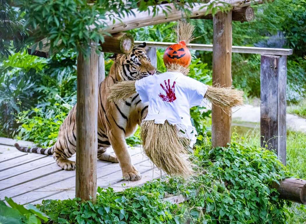 圖3 孟加拉虎「小紅」抓咬籃球稻草人