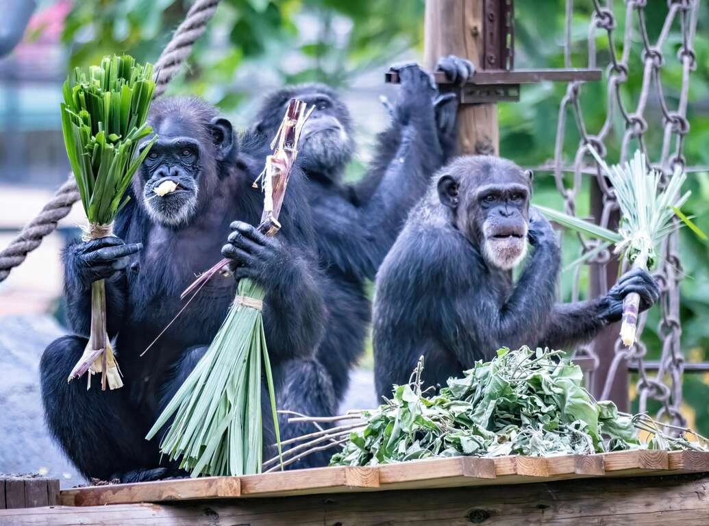 圖4 黑猩猩「莉忠」、「美珍」及「曼華」品嚐特製甘蔗掃帚