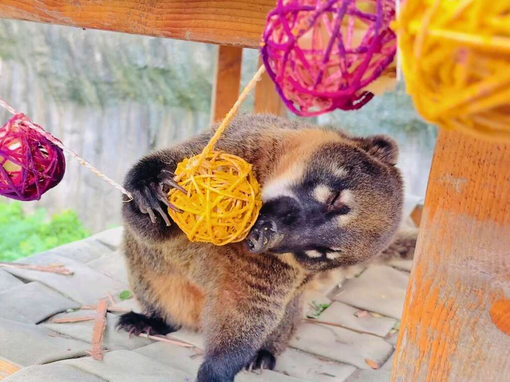 圖7 壽山動物園為長鼻浣熊製作覓食玩具
