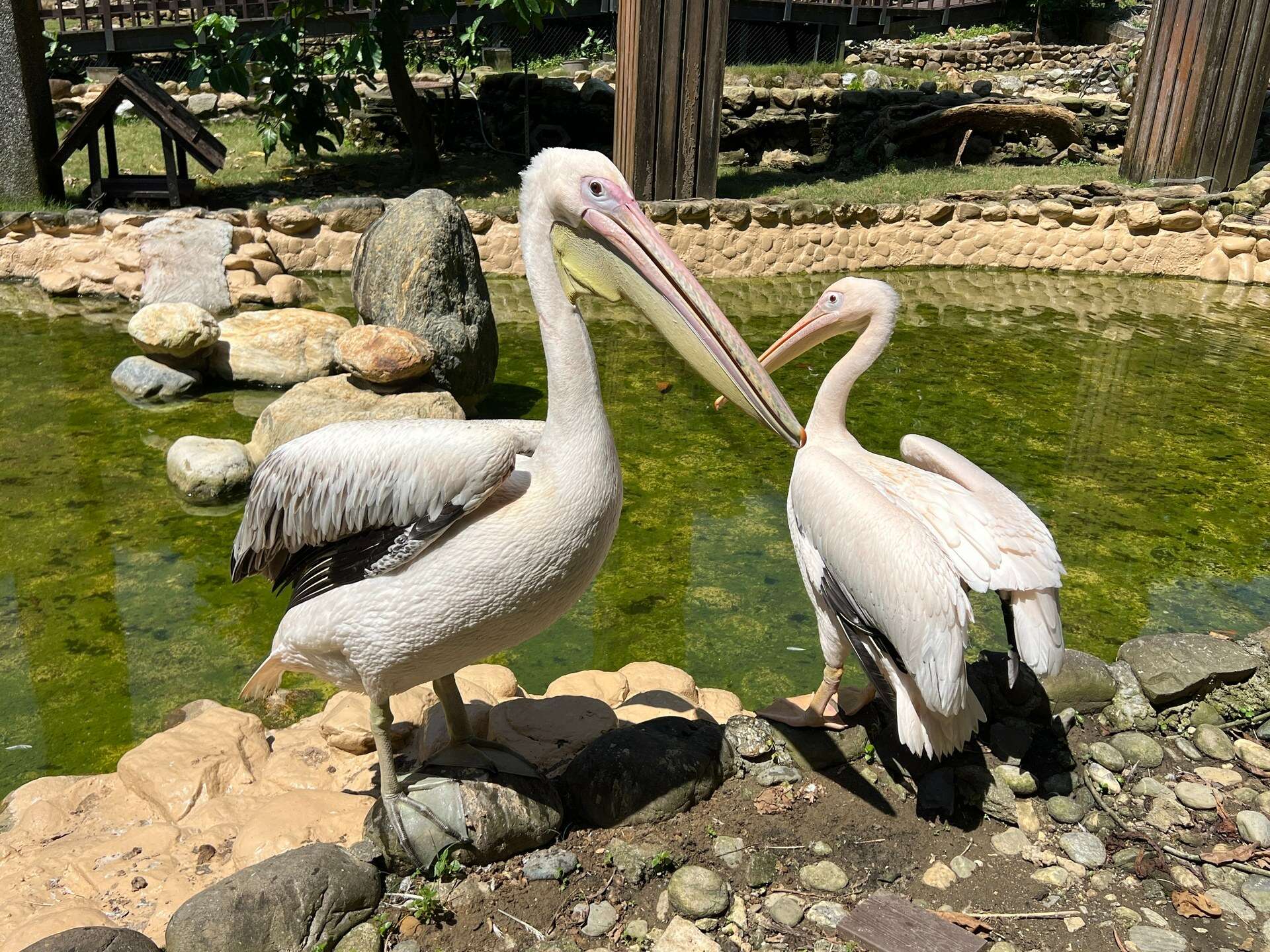 圖1 鵜鶘在壽山動物園「友禽天地」生活