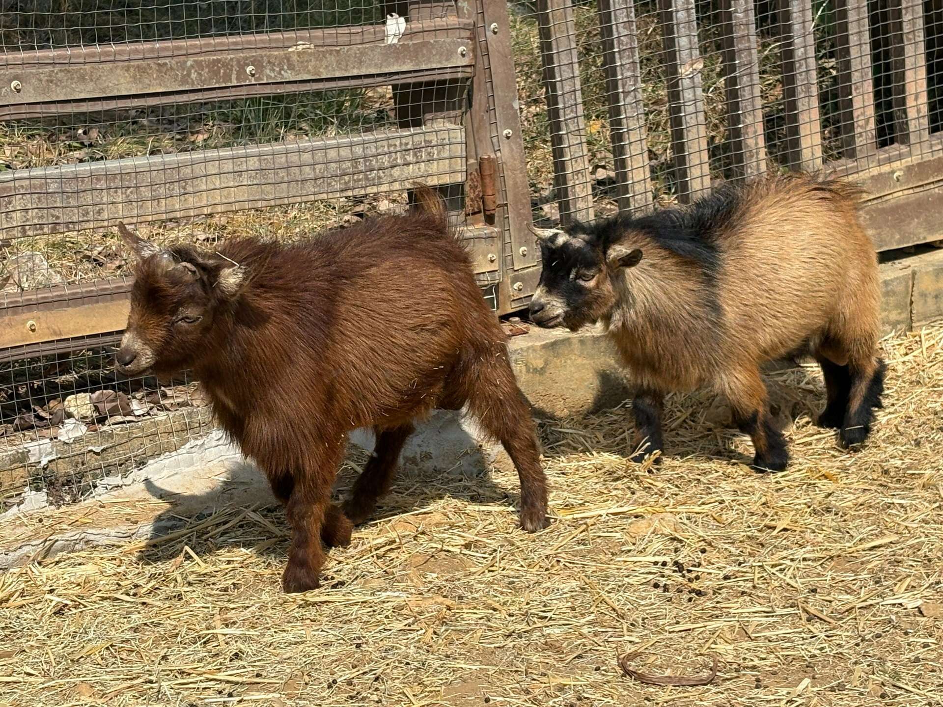 圖2 侏儒羊在壽山動物園「兒童牧場」與波爾羊為鄰