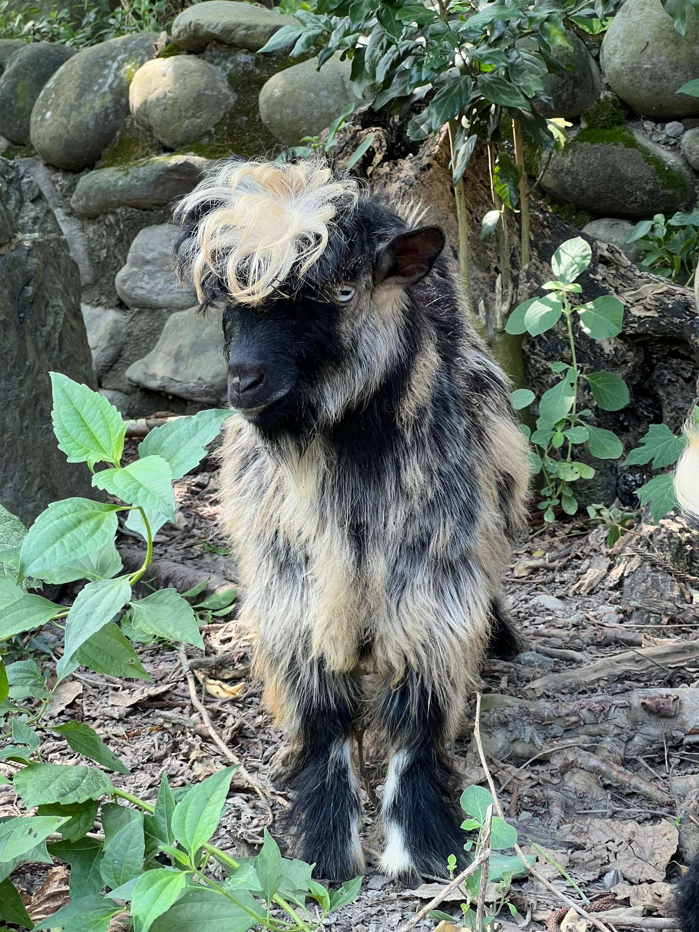 圖5 長毛昏倒羊在壽山動物園與黇鹿同居