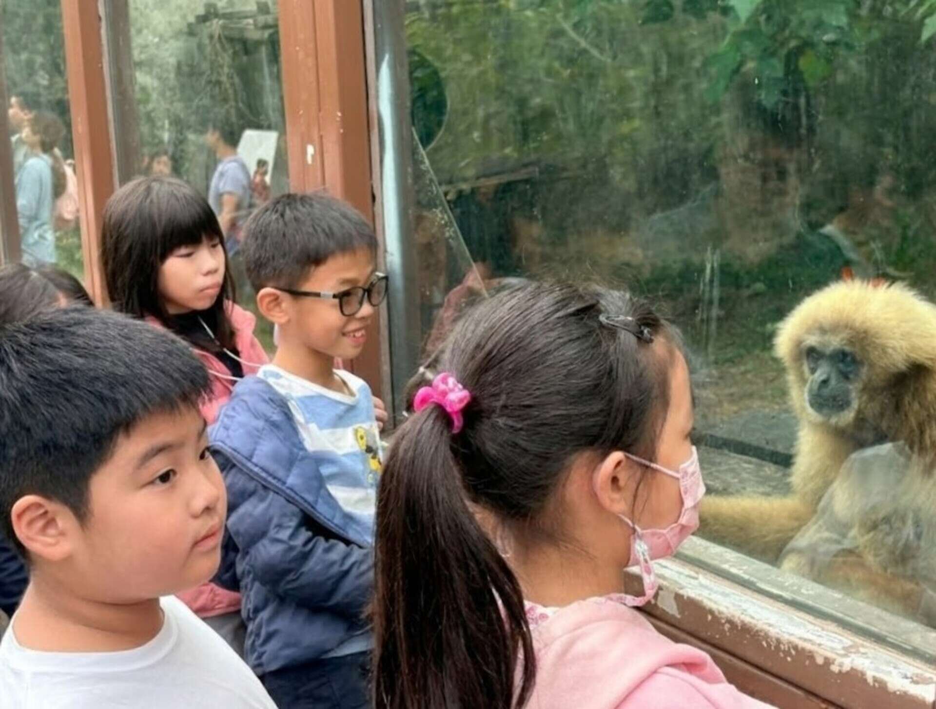 圖4 小朋友近距離觀察白手長臂猿