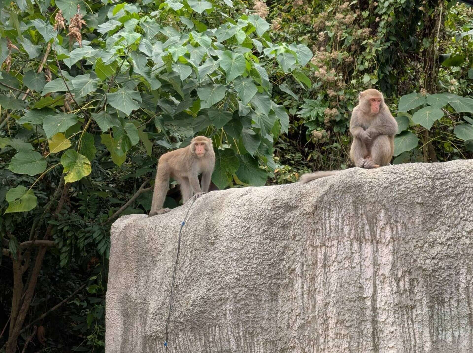 圖6 在壽山動物園常見野生台灣彌猴出沒