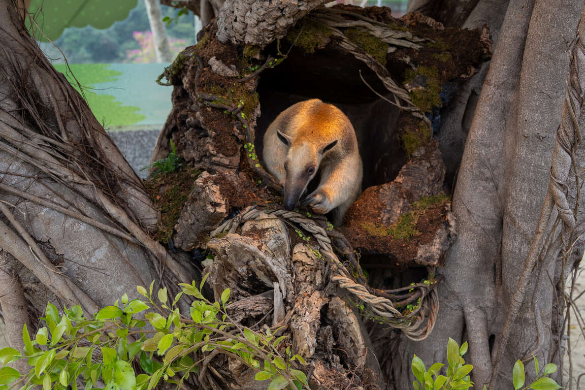 圖3 小食蟻獸好奇探索環境