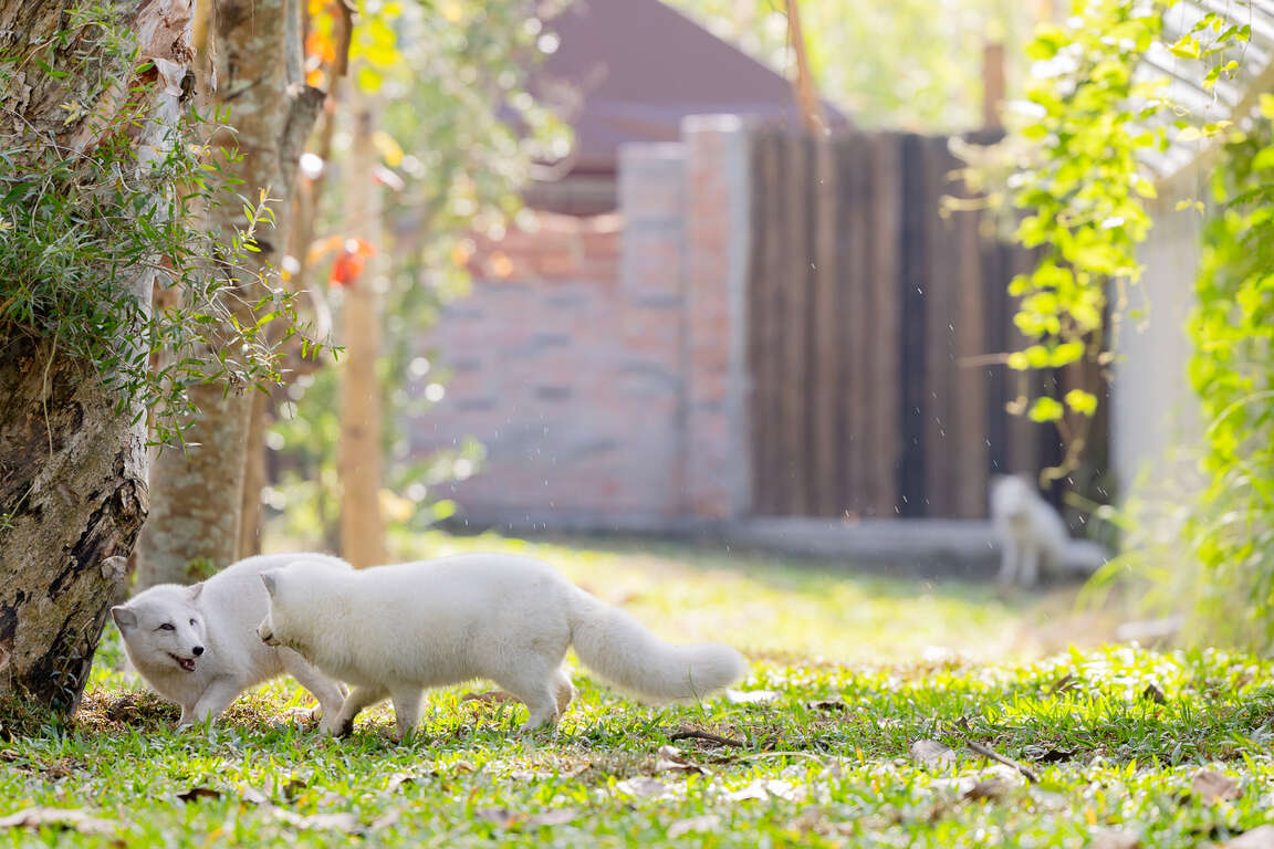 圖4 「野森動物學校」打造南台灣唯一狐狸谷