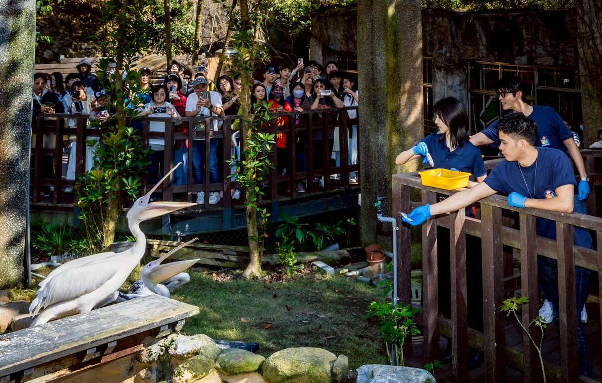 圖6 主要演員回訪壽山動物園並在保育員引導下餵食鵜鶘(影集《動物園》提供)
