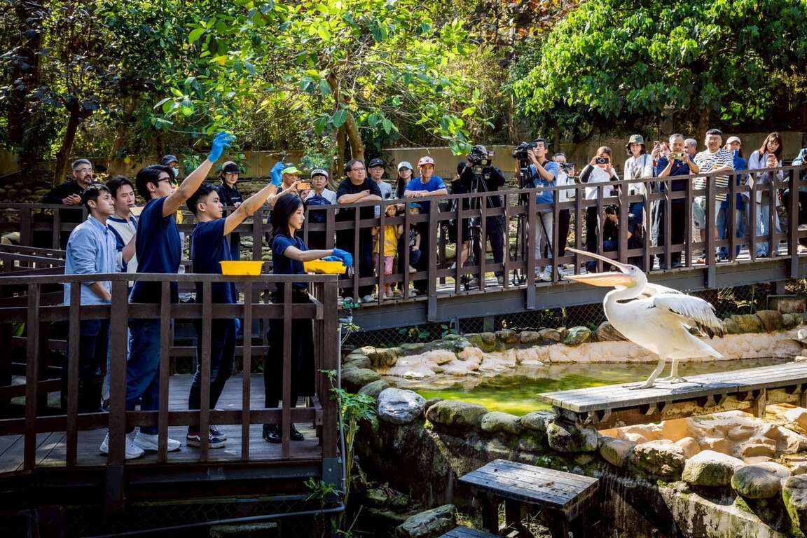 圖7 主要演員回訪壽山動物園並在保育員引導下餵食鵜鶘(影集《動物園》提供)