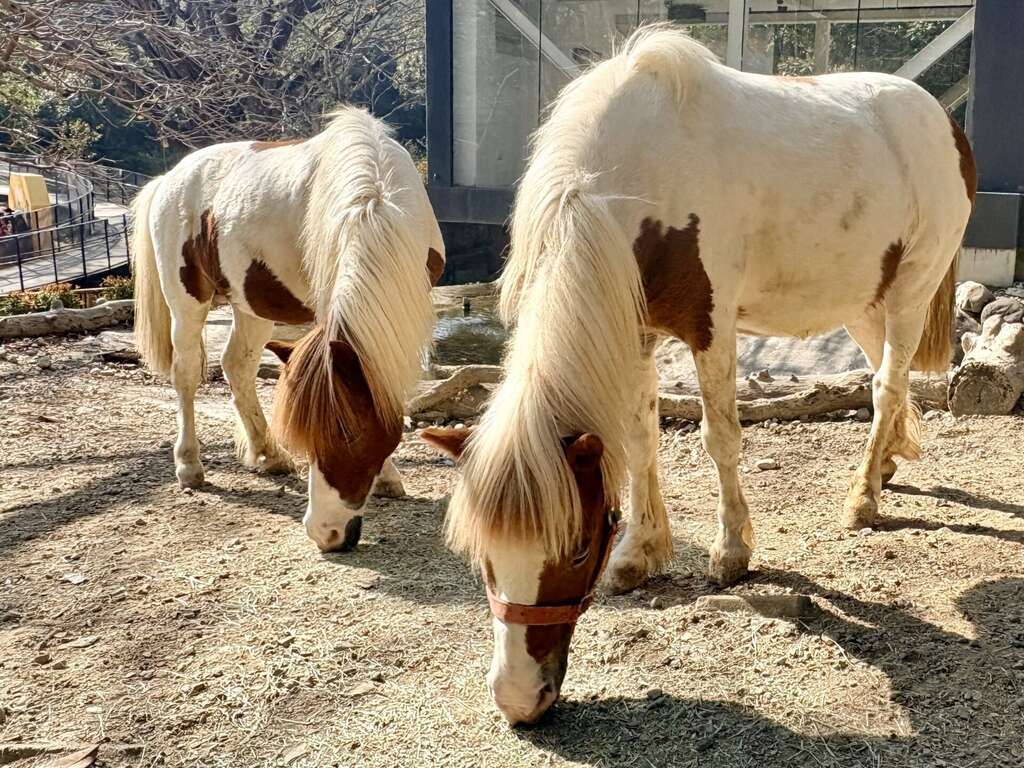 圖1 農曆春節到壽山動物園與可愛動物相見歡