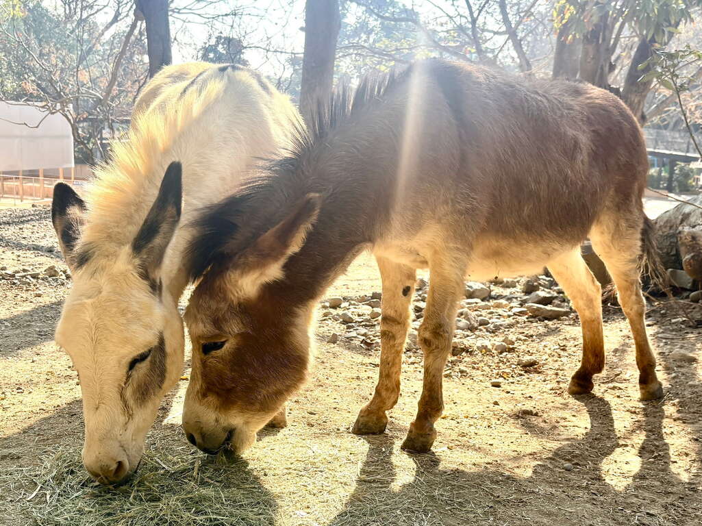 圖2 農曆春節到壽山動物園與可愛動物相見歡