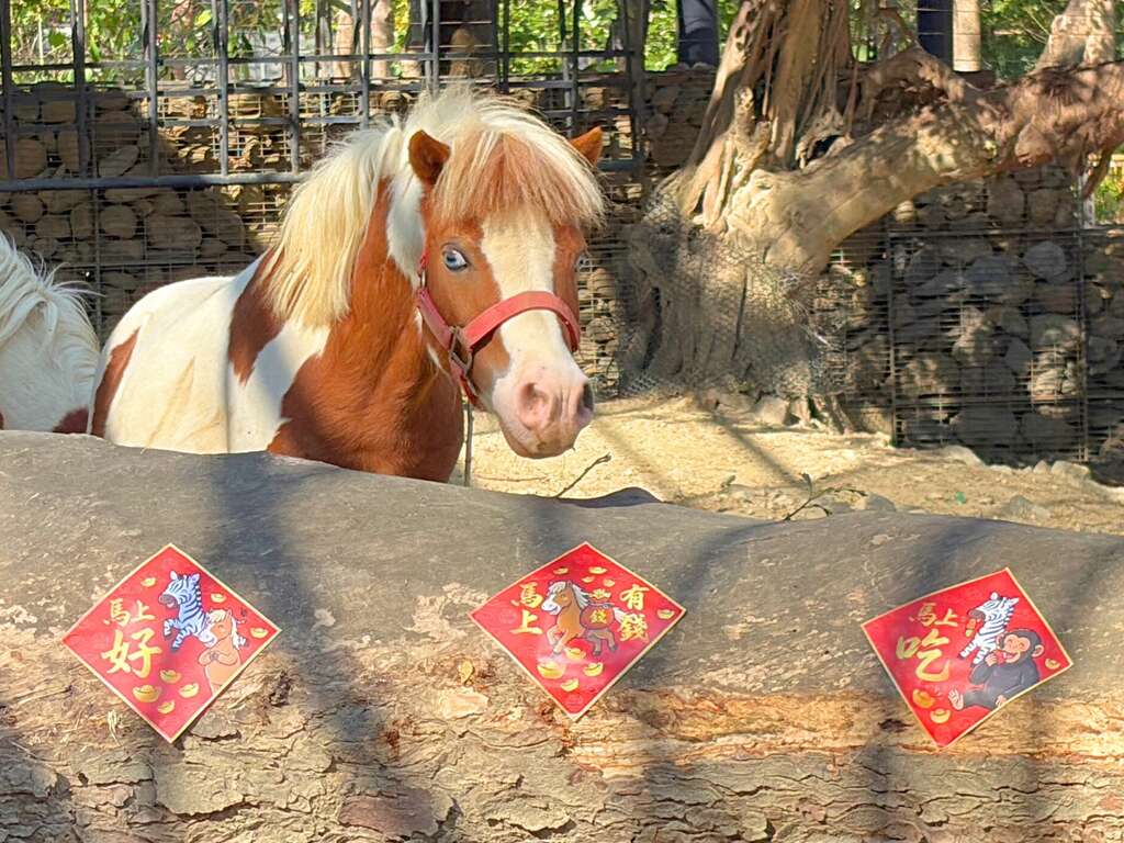 圖1 壽山動物園金馬新春布置